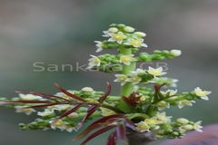 Lannea coromandelica